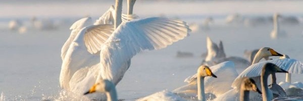 Фото: Лебединый заказник (Озеро Светлое)