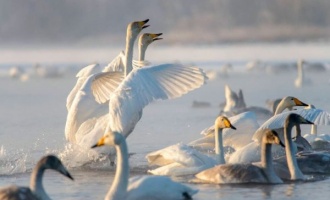 Фото: Лебединый заказник (Озеро Светлое)